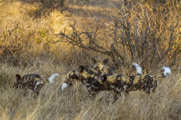 Perro Salvaje Africano Parque Nacional Kruger Sudáfrica Especie Lycaon Pictus — Foto de Stock