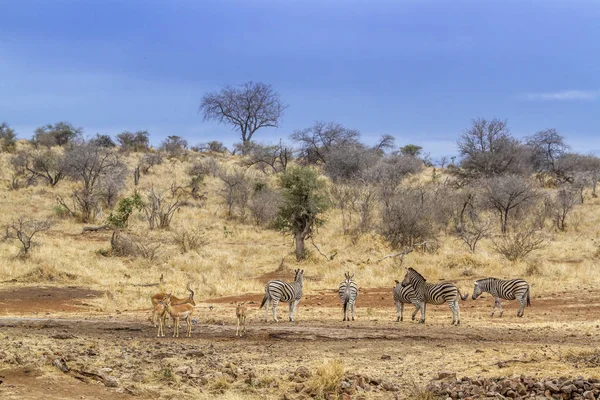 Plains Zebra Kruger National Park South Africa Specie Equus Quagga — Stock Photo, Image