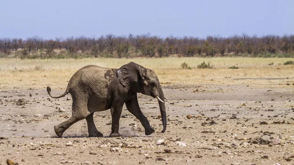 非洲灌木大象在克鲁格国家公园 Elephantidae 非洲象属基利坎贝尔家族的钱币 — 图库照片