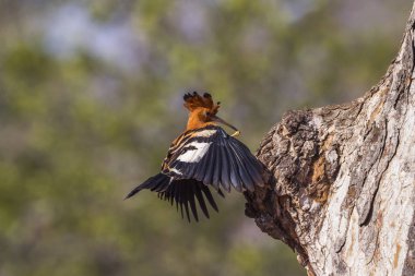 Kruger National park, Güney Afrika Afrika ibibik; Upupidae nakit Upupa africana ailesi
