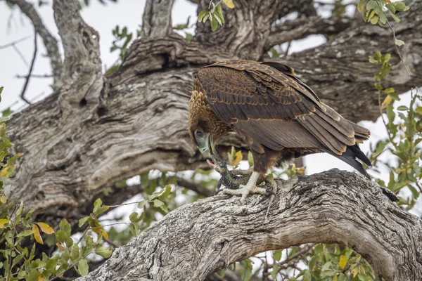 Bateleur Kartal Kruger National Park Güney Afrika Için Nakit Terathopius — Stok fotoğraf