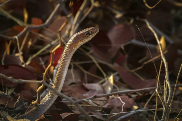 Cape House Snake Kruger National Park Sudáfrica Specie Boaedon Capensis — Foto de Stock