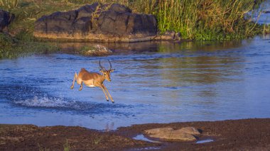Kruger Ulusal Parkı, Güney Afrika 'da yaygın Impala; Bovidae familyasından Specie Aepyceros melampus