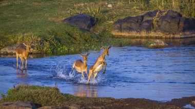 Kruger Ulusal Parkı, Güney Afrika 'da yaygın Impala; Bovidae familyasından Specie Aepyceros melampus