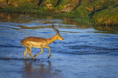 Kruger Ulusal Parkı, Güney Afrika 'da yaygın Impala; Bovidae familyasından Specie Aepyceros melampus