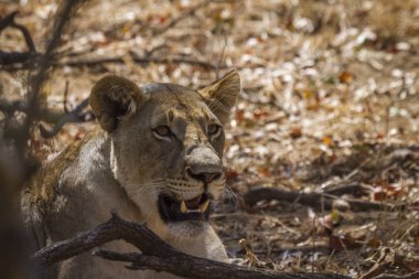 Afrika aslanı Kruger Ulusal Parkı, Güney Afrika; Specie Panthera leo ailesi Felidae
