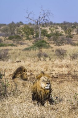 Afrika aslanı Kruger Ulusal Parkı, Güney Afrika; Specie Panthera leo ailesi Felidae