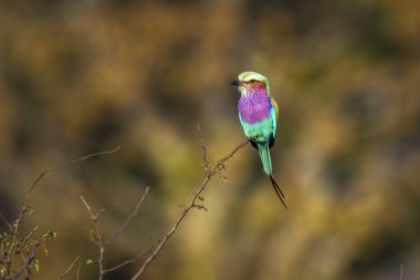 Lila kruvaze silindir Kruger National park, Güney Afrika için; Nakit Coracias uzunkuyruk ailesi Coraciidae