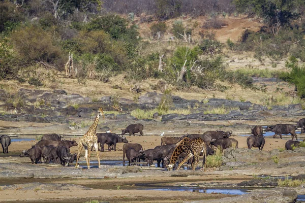 Giraffa Bufalo Africano Nel Parco Nazionale Kruger Sudafrica Specie Giraffa — Foto Stock
