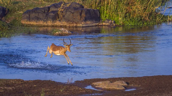 Wspólna Impala Parku Narodowym Kruger Republika Południowej Afryki Gatunek Aepyceros — Zdjęcie stockowe