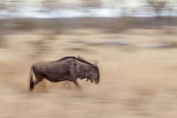 Ñus Azul Parque Nacional Kruger Sudáfrica Especie Connochaetes Taurinus Familia — Foto de Stock