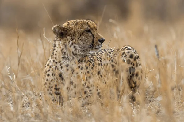 Cheetah Parque Nacional Kruger Sudáfrica Especie Acinonyx Jubatus Familia Felidae — Foto de Stock
