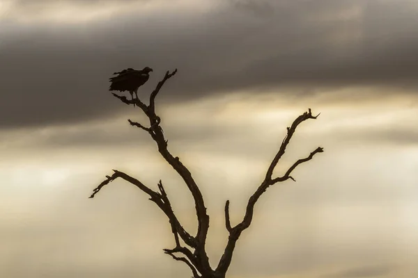 在南非克鲁格国家公园 Lappet 面临秃鹰 仙人掌属 — 图库照片