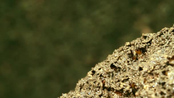 Röda Myror Och Termiter Gabbe National Park Nepal Eusociala Insekter — Stockvideo