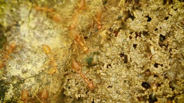 Termite Dans Parc National Bardia Népal Espèce Coptotermes Formosanus Famille — Video