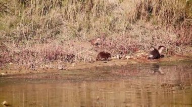 Yumuşak kaplı Otter Bardia Ulusal Park, Nepal - nakit Lutrogale perspicillata ailesinin sansargiller