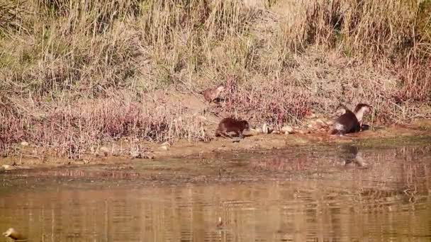 尼泊尔巴迪亚国家公园的光滑涂层水 Mustelidae 的擅长卢特雷加莱家族 — 图库视频影像