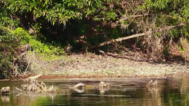 Yumuşak Kaplı Otter Bardia Ulusal Park Nepal Nakit Lutrogale Perspicillata — Stok video