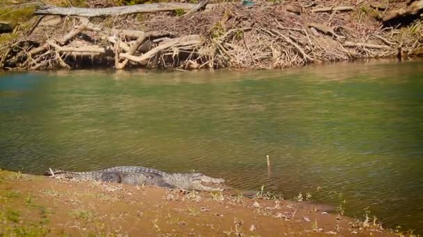 Krokodýl Bahenní Národním Parku Bardií Nepál Specie Crocodilus Palustris Rodiny — Stock video