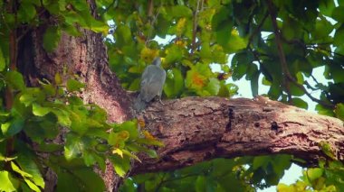 Bardia Milli Parkı, Nepal - nakit Mulleripicus pulverulentus ailesinin ağaçkakangiller büyük Böğürlerin ağaçkakan 