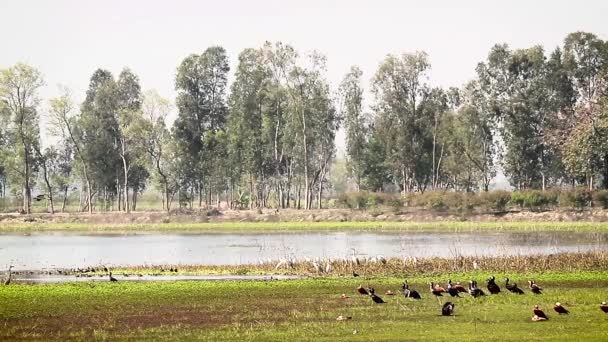 Uccelli Acquatici Nel Parco Nazionale Della Bardia Nepal Anatra Cicogna — Video Stock