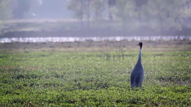 Bardia Milli Parkı, Nepal - nakit Gruidae ailesinin Grus antigone sarus vinç 