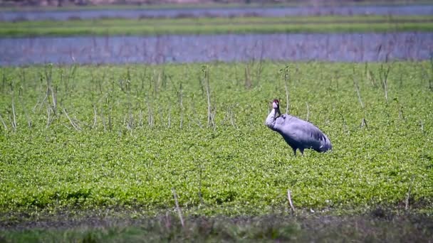 Sarus Grue Dans Parc National Bardia Népal Espèce Grus Antigone — Video