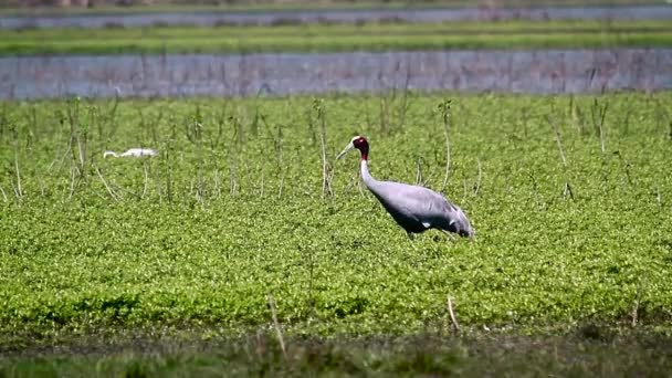 Sarus Crane Taman Nasional Bardia Nepal Spesies Grus Keluarga Antigone — Stok Video