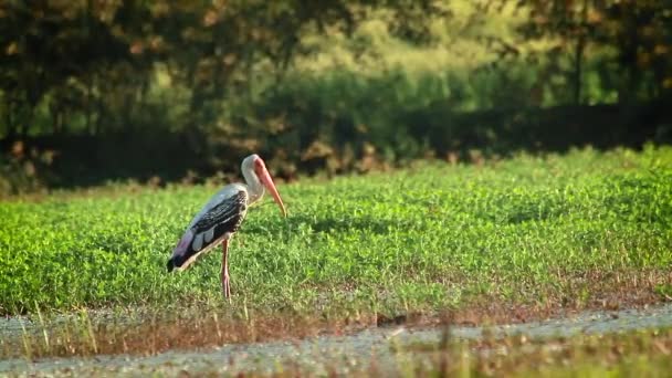 Gemalter Storch Bardia Nationalpark Nepal Spezies Mycteria Leucocephala Familie Der — Stockvideo