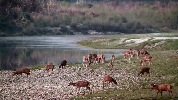 斑点を付けられた鹿や豚鹿バルディア国立公園 ネパールで正貨軸軸と軸 Porcinus — ストック動画