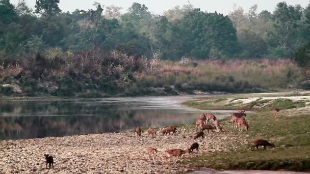 Плямистий Оленів Hog Оленя Bardia Національний Парк Непал Виду Axix — стокове відео
