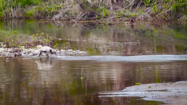 Cervo Maculato Cervo Porcino Nel Parco Nazionale Bardia Nepal Specie — Video Stock