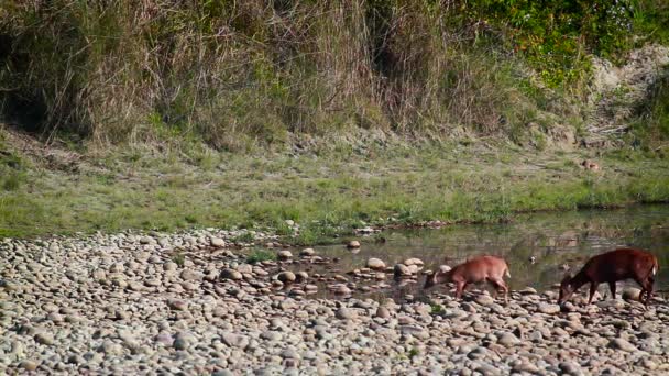 Caprioli Nel Parco Nazionale Bardia Nepal Specie Axis Porcinus Famiglia — Video Stock