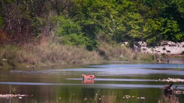 Tigre Bengala Parque Nacional Bardia Nepal Especie Panthera Tigris Familia — Vídeo de stock