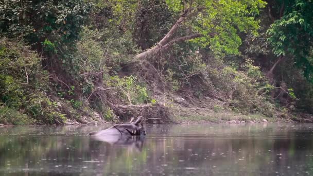 Rinoceronte Maggiore Con Una Corna Nel Parco Nazionale Bardia Nepal — Video Stock