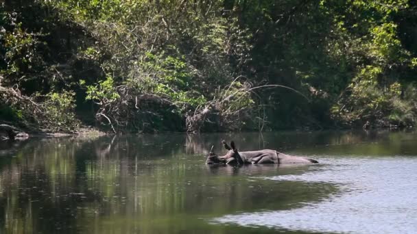 Större Horned Noshörning Gabbe National Park Nepal Specie Rhinoceros Unicornis — Stockvideo