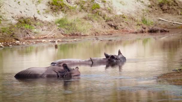 野生動物ストック動画 ロイヤリティフリー野生動物動画 Depositphotos