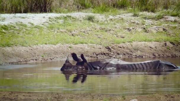 Velký Jednorohý Nosorožec Národním Parku Bardií Nepál Specie Rhinoceros Unicornis — Stock video