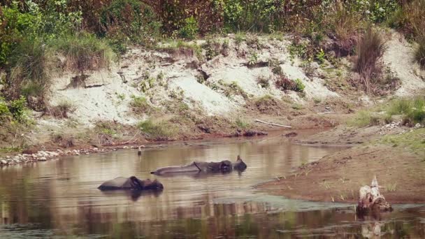 Rhinocéros Une Corne Dans Parc National Bardia Népal Famille Rhinoceros — Video