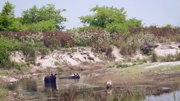 巴尔迪亚国家公园的一角犀牛 尼泊尔 硬币犀牛 Unicornis Rhinocerotidae — 图库视频影像