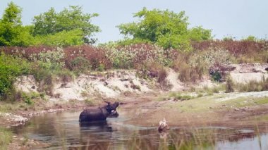 Büyük tek boynuzlu gergedan Bardia Ulusal Park, Nepal - nakit Rhinocerotidae gergedan unicornis ailesi