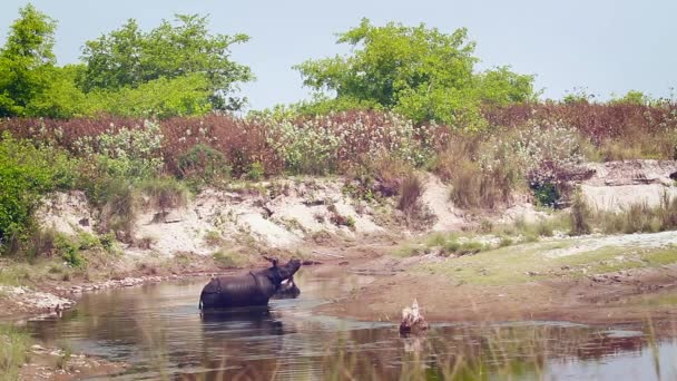 バルディア国立公園 ネパール Rhinocerotidae のサイ Unicornis 家族の正貨の大きい角のサイ — ストック動画