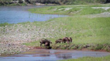 Yaban domuzu Bardia Ulusal Park, Nepal - nakit Domuzgiller Sus scrofa ailesi