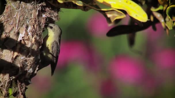 Lila Sonnenvogel Bardia Nationalpark Nepal Art Nectarinia Asiatica Familie Der — Stockvideo