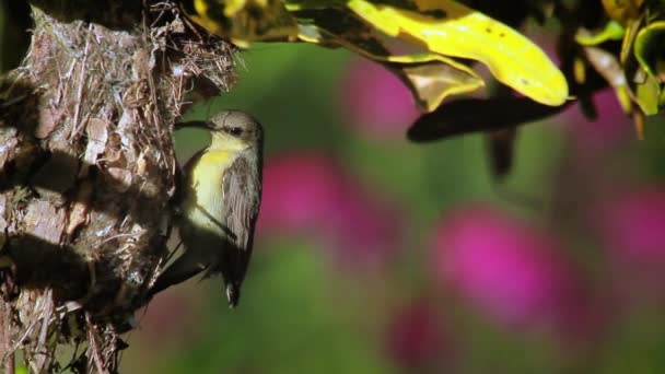 Fioletowy Sunbird Parku Narodowym Bardiję Nepal Specie Nectarinia Asiatica Rodziny — Wideo stockowe