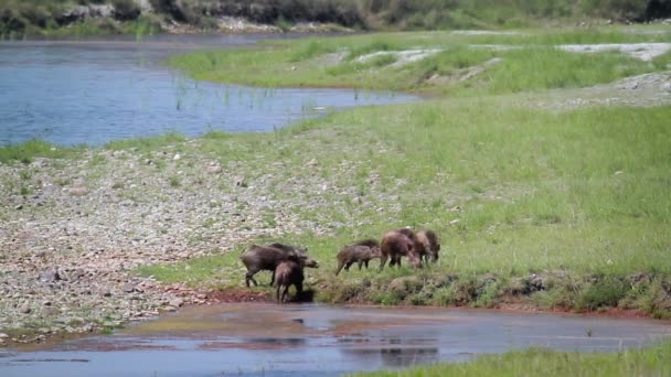 멧돼지 Bardia 국립공원 Suidae의 Sus Scrofa — 비디오