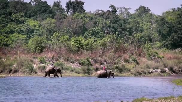 国内亚洲象过河在巴迪亚国家公园 尼泊尔 物种埃利帕斯最大科象 — 图库视频影像