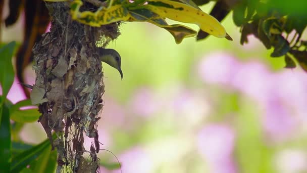 Μωβ Sunbird Στην Bardia Προβλέπει Εθνικό Πάρκο Νεπάλ Specie Nectarinia — Αρχείο Βίντεο