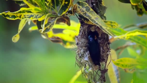 Lila Sonnenvogel Bardia Nationalpark Nepal Art Nectarinia Asiatica Familie Der — Stockvideo
