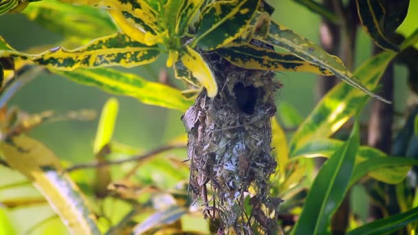 Pássaro Sol Roxo Parque Nacional Bardia Nepal Espécie Nectarinia Asiatica — Vídeo de Stock